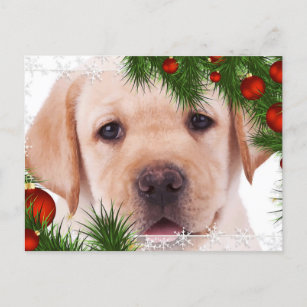 Yellow Lab Christmas Card- Cute Dog Puppy Labrador Holiday Postcard