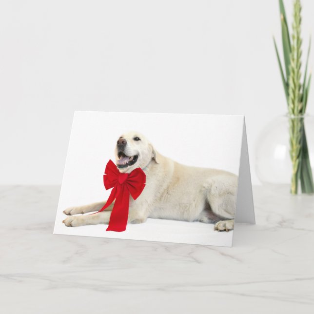 Yellow lab Christmas Holiday Card (Front)