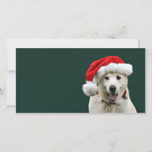 Yellow Lab Christmas Holiday Card