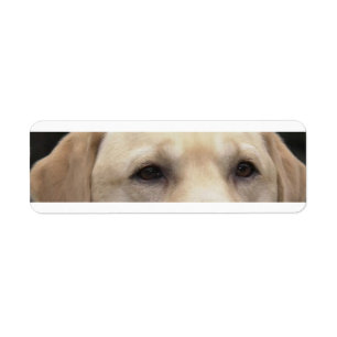 yellow lab eyes return address label