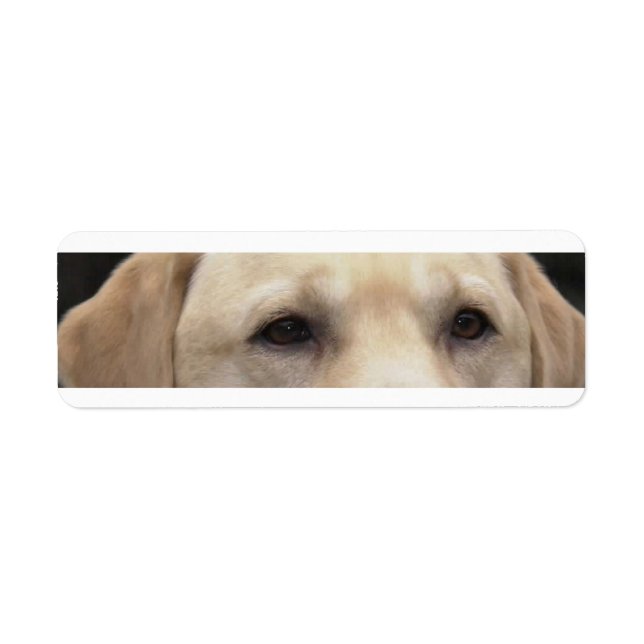 yellow lab eyes return address label (Front)