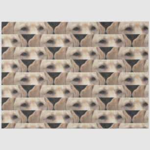 yellow lab eyes tissue paper