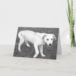 Yellow Lab Humour/Thinking of you Card