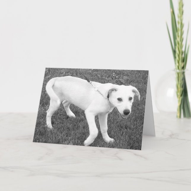 Yellow Lab Humour/Thinking of you Card (Front)