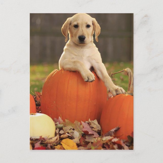 Yellow Lab in the Fall Postcard (Front)