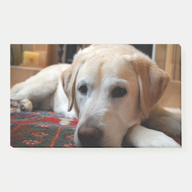 Yellow Lab Laying Post-it Notes (Front)