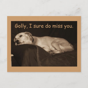 Yellow Lab Pit Husky Golly I Sure Do Miss You Postcard