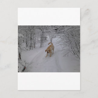 Yellow Lab Playing in Fresh Winter Snow Postcard