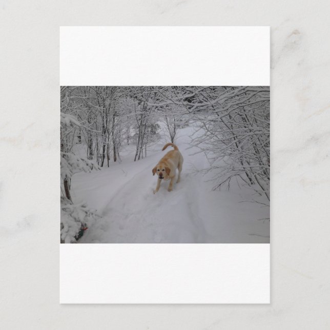 Yellow Lab Playing in Fresh Winter Snow Postcard (Front)