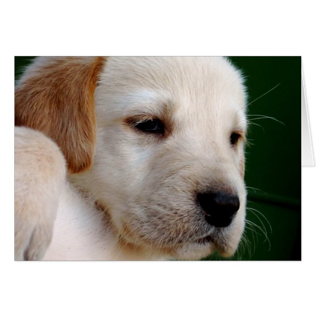 Yellow Lab Puppy (Front Horizontal)