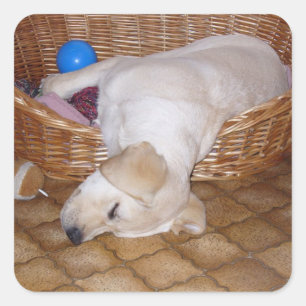 Yellow Lab Puppy In Basket Sleeping Square Sticker