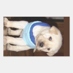 Yellow Lab Puppy in Blie Bandanna Rectangular Sticker