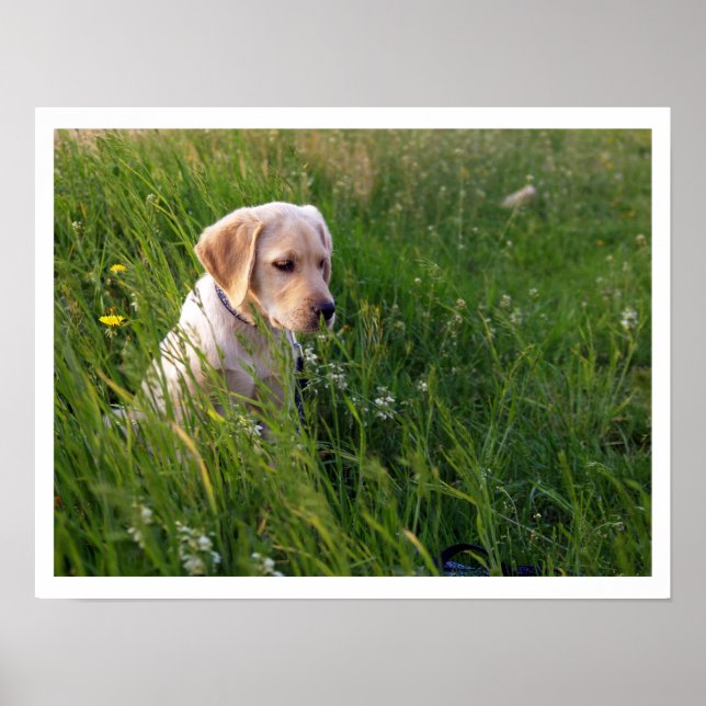 Yellow Lab Puppy in Tall Grass Poster (Front)