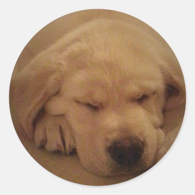 Yellow Lab Puppy Sleeping Classic Round Sticker (Front)