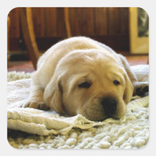 Yellow Lab Puppy Sleeping Square Sticker