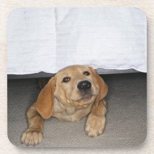 Yellow lab puppy stuck under bed coaster