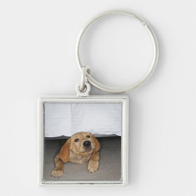 Yellow lab puppy stuck under bed key ring (Front)