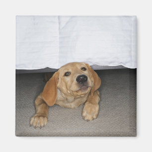 Yellow lab puppy stuck under bed magnet