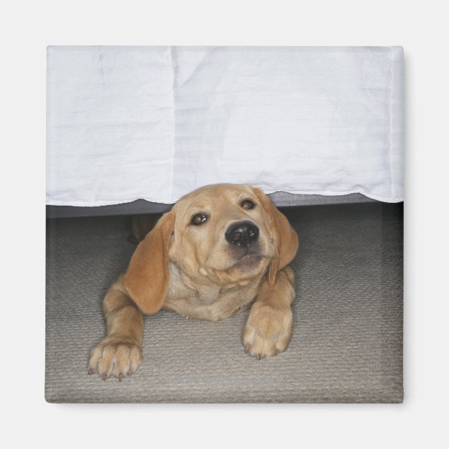 Yellow lab puppy stuck under bed magnet (Front)