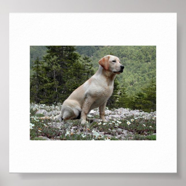 yellow lab sitting.png poster (Front)