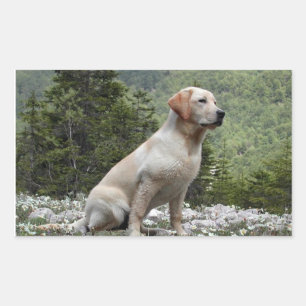 Yellow Lab Sitting Rectangular Sticker