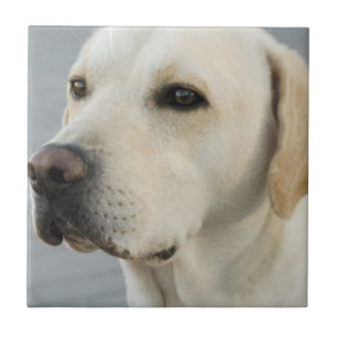 Yellow Lab Tile