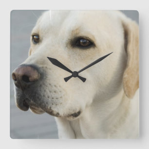 Yellow Lab Wall Clock