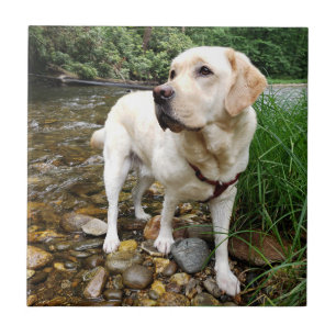 Yellow Lab, Water Dog Playing in a Creek Ceramic Tile