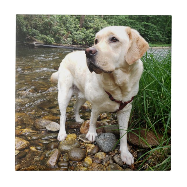 Yellow Lab, Water Dog Playing in a Creek Ceramic Tile (Front)
