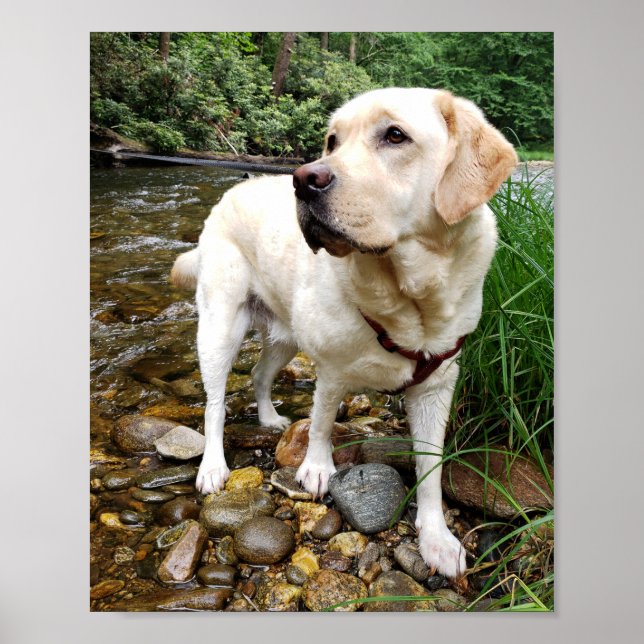 Yellow Lab, Water Dog Playing in a Creek Poster (Front)