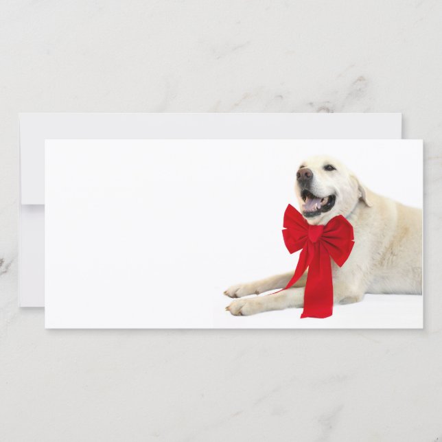 Yellow labrador Christmas Holiday Card (Front)