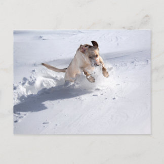 Yellow Labrador in the Snow Postcard