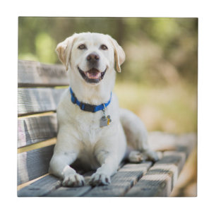 Yellow Labrador Lays On Bench Ceramic Tile