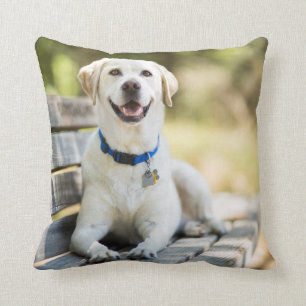 Yellow Labrador Lays On Bench Cushion