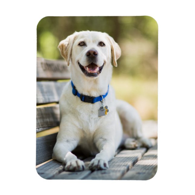 Yellow Labrador Lays On Bench Magnet (Vertical)