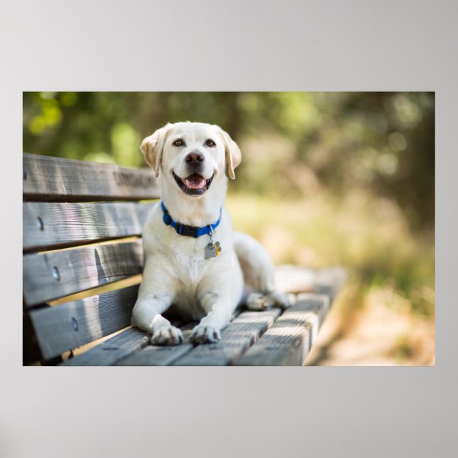 Yellow Labrador Lays On Bench Poster (Front)