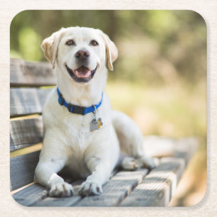 Yellow Labrador Lays On Bench Square Paper Coaster