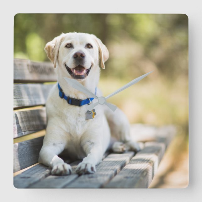 Yellow Labrador Lays On Bench Square Wall Clock (Front)