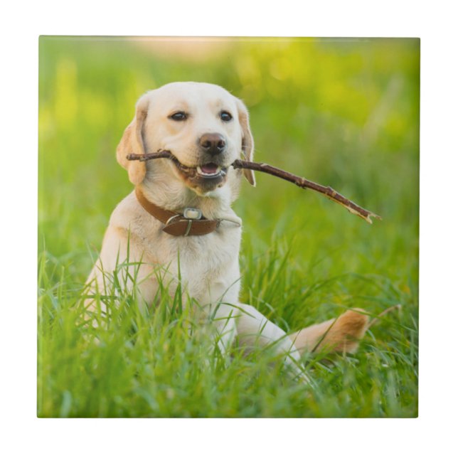 Yellow Labrador Plays Fetch With Stick Ceramic Tile (Front)