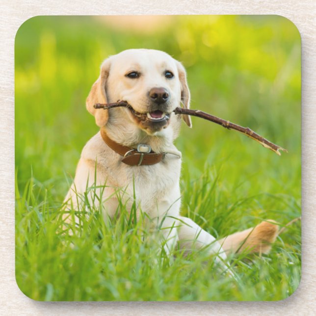 Yellow Labrador Plays Fetch With Stick Coaster (Front)