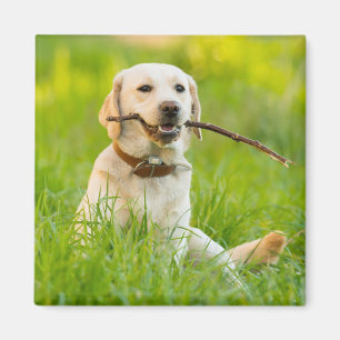 Yellow Labrador Plays Fetch With Stick Magnet