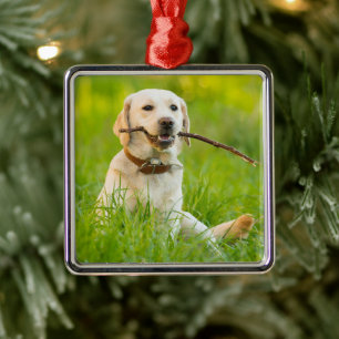 Yellow Labrador Plays Fetch With Stick Metal Ornament
