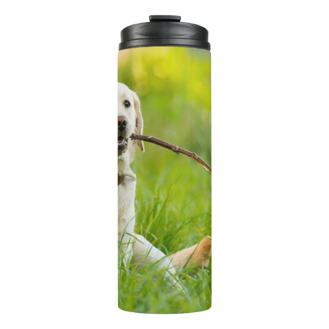 Yellow Labrador Plays Fetch With Stick Thermal Tumbler (Front)