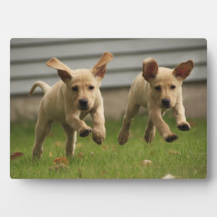 Yellow Labrador Puppies Running Plaque
