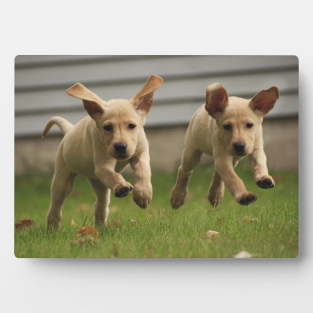 Yellow Labrador Puppies Running Plaque (Front)