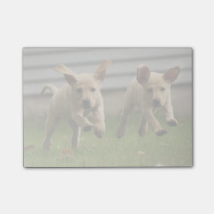 Yellow Labrador Puppies Running Post-it Notes