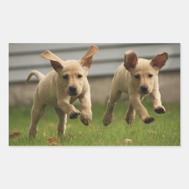 Yellow Labrador Puppies Running Rectangular Sticker (Front)