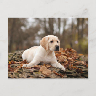 Yellow Labrador Puppy In Autumn Postcard