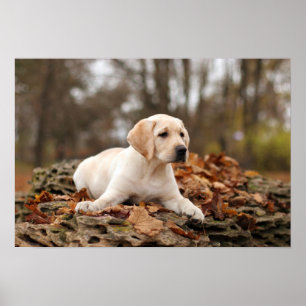 Yellow Labrador Puppy In Autumn Poster