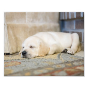 Yellow Labrador Puppy Photography Print